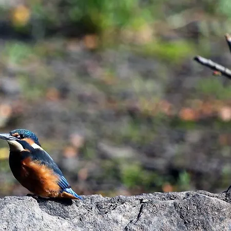 Bed & Breakfast Cannaway House 4*